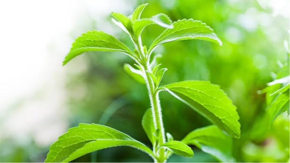 stevia leaves