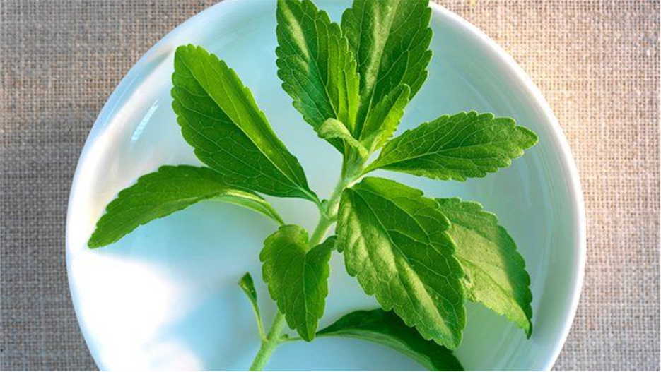 stevia leaves