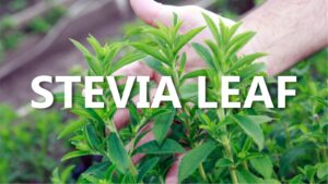 stevia leaf 